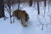 Экологический тур: По следу уссурийского тигра.